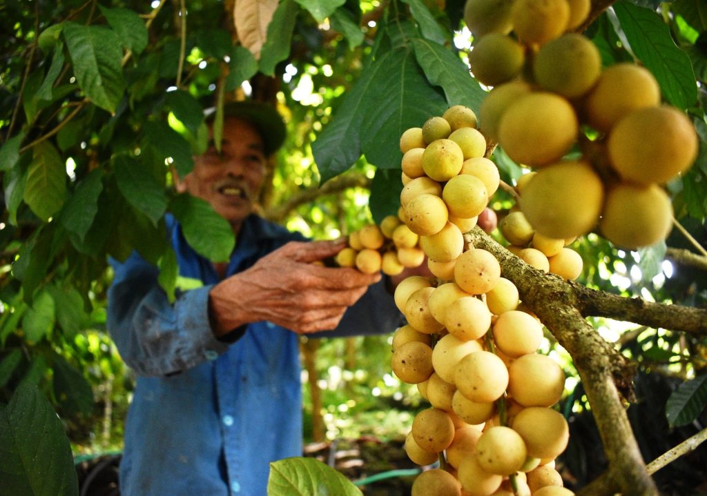 Vận Chuyển Bòn Bon Từ Đà Nẵng Đi Hà Nội Bằng Đường Sắt