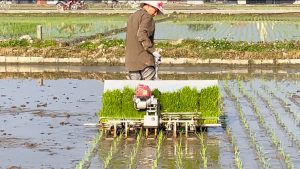 Dịch Vụ Vận Chuyển Máy Cấy Lúa Phục Vụ Cho Nông Nghiệp Bằng Đường Sắt
