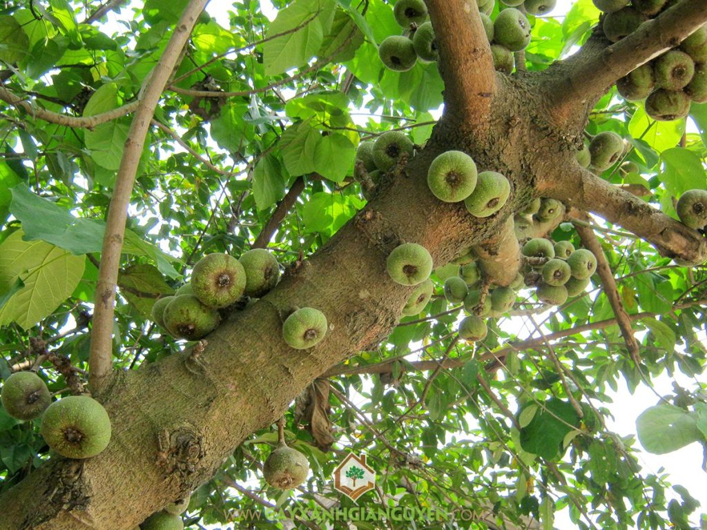 trái vả Huế