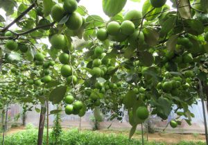 Vận chuyển táo Ninh Thuận ra Hà Nội bằng đường sắt – Giải pháp an toàn, tiết kiệm và nhanh chóng