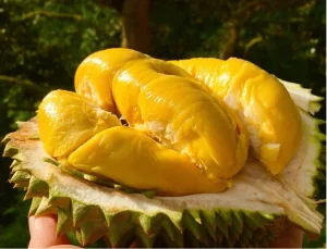 Dịch vụ vận chuyển sầu riêng Tiền Giang ra Hà Nội bằng đường sắt – Giải pháp giữ trọn hương vị