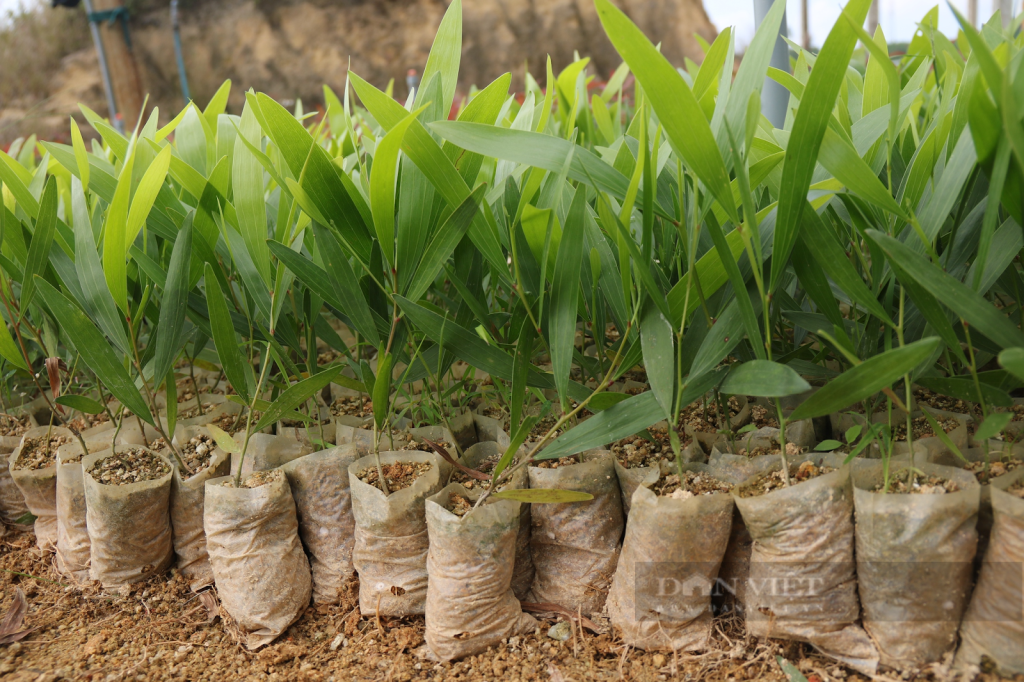 Vận chuyển cây giống bằng đường sắt từ Đà Lạt đi Hà Nội: Giải pháp an toàn và tiết kiệm
