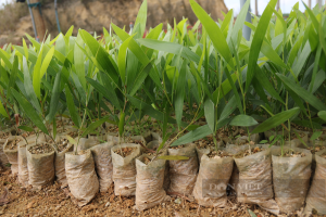 Vận chuyển cây giống bằng đường sắt từ Đà Lạt đi Hà Nội: Giải pháp an toàn và tiết kiệm