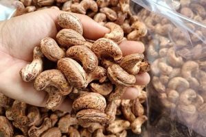 Hạt Điều Bình Phước Không Còn Giới Hạn: Phân Phối Khắp Các Tỉnh Thành Qua Đường Sắt