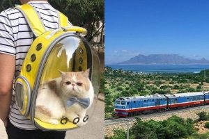 Dịch Vụ Vận Chuyển Thú Cưng Từ Nam Ra Bắc Bằng Đường Sắt – Giải Pháp An Toàn, Tiết Kiệm Và Thân Thiện