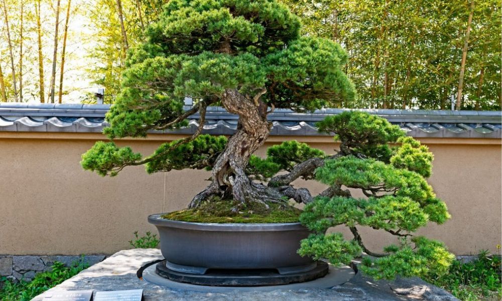 Từ vườn cây bonsai vận chuyển đến khắp các tỉnh thành bằng đường sắt – Giải pháp an toàn và tiết kiệm cho nhà vườn
