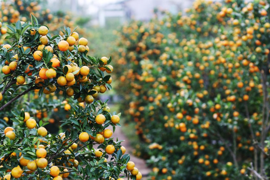 VẬN CHUYỂN CÂY QUẤT (TẮC) NGÀY TẾT ĐI KHẮP CẢ NƯỚC BẰNG ĐƯỜNG SẮT – GIẢI PHÁP AN TOÀN, TIẾT KIỆM CHO NHÀ VƯỜN & THƯƠNG LÁI