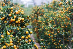 VẬN CHUYỂN CÂY QUẤT (TẮC) NGÀY TẾT ĐI KHẮP CẢ NƯỚC BẰNG ĐƯỜNG SẮT – GIẢI PHÁP AN TOÀN, TIẾT KIỆM CHO NHÀ VƯỜN & THƯƠNG LÁI